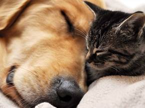 Come allevare animali in casa
