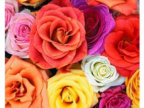 Dillo con un fiore