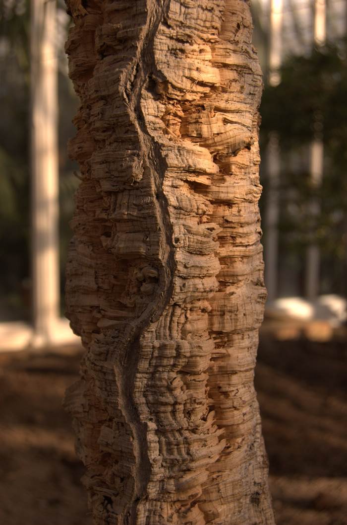 Pianta secolare di quercia da sughero