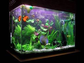 Come costruire un acquario