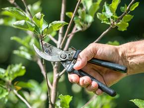 Come fare la potatura alberi da frutto