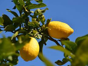 Come potare il limone