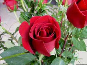 Come potare le rose