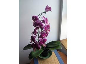 Come potare un'orchidea