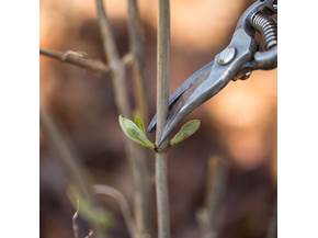 Effettuare la potatura delle ortensie
