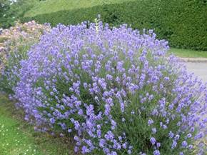 La potatura della lavanda