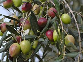 Potare gli ulivi