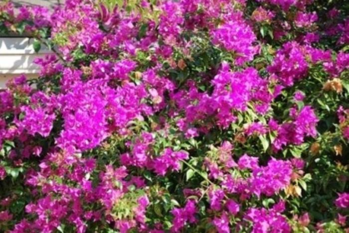 fiori bouganville 