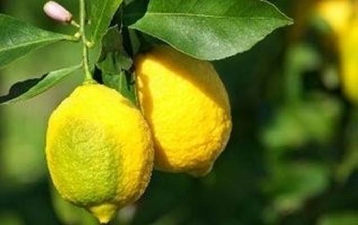 limoni 