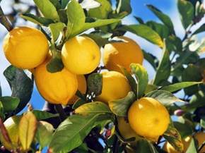 Quando potare il limone
