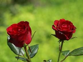 Quando potare le rose