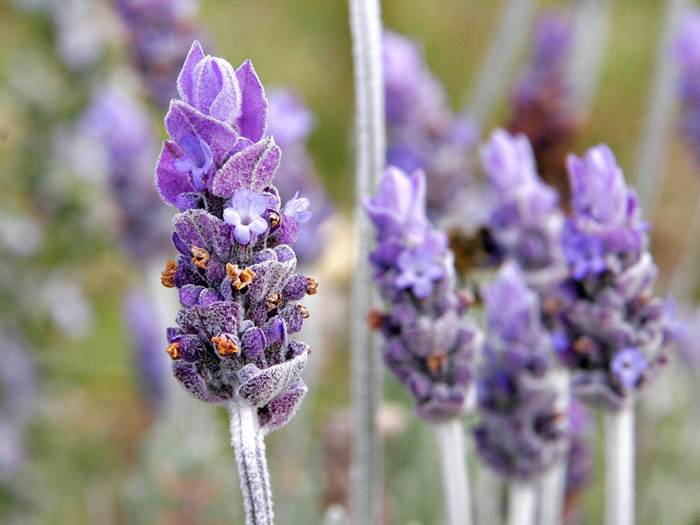 Spighe floreali di lavanda