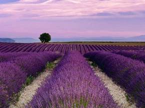 Coltivazione lavanda
