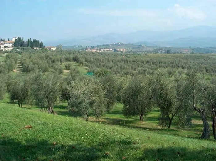 Uliveto di medio periodo