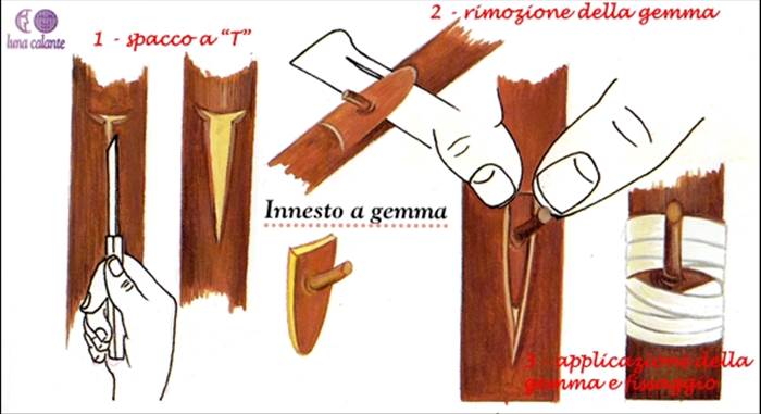 Pro e contro