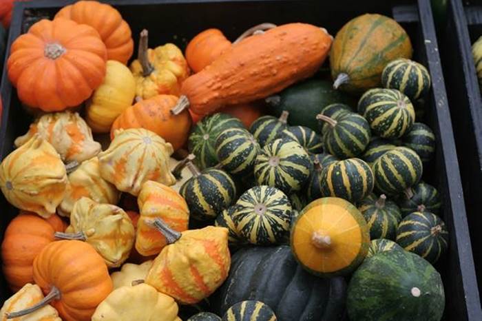 Tante diverse varietà di zucca