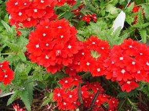 Fiori da giardino perenni