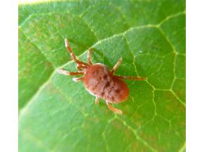 I migliori antiparassitari naturali