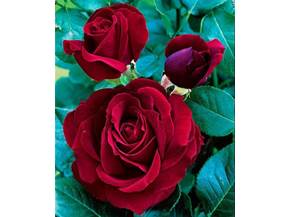 La coltivazione delle rose