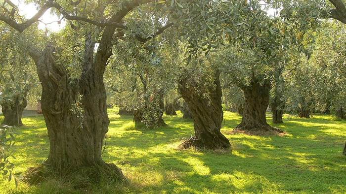 Alberi di olivo secolari