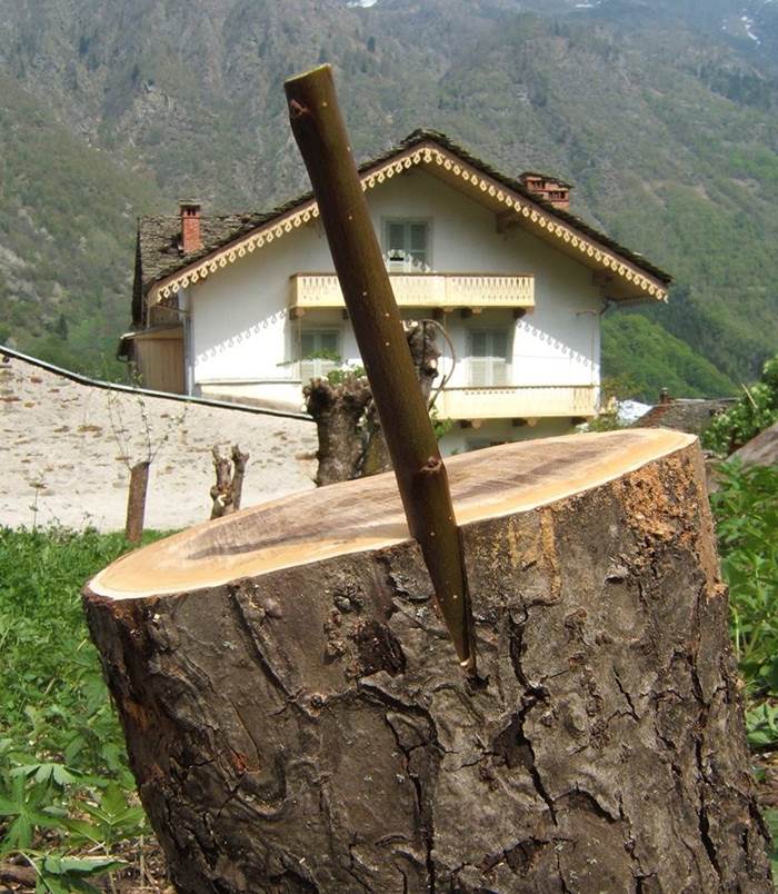 Innesto a corona