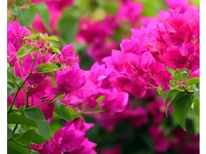 Bouganvillea