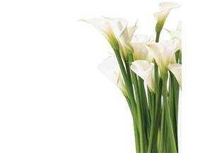 Calla coltivazione