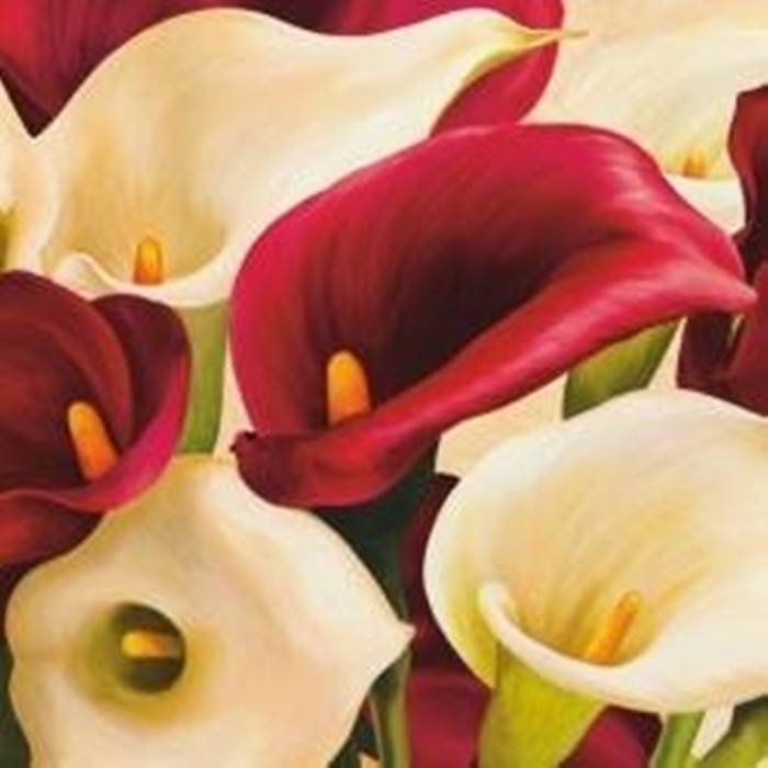ibridi calla 