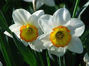 Coltivare il narciso