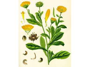 Coltivare la calendula