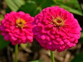 Coltivare la zinnia