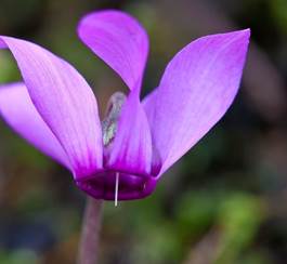 Ciclamini