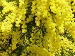 Come coltivare la mimosa