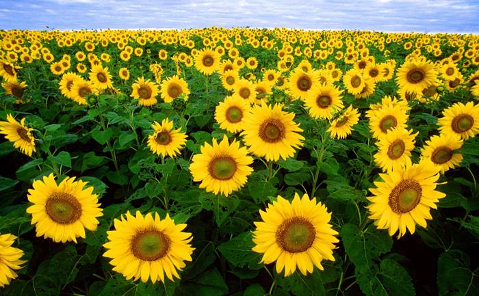 girasoli 