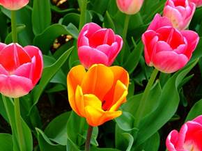 Come curare il tulipano