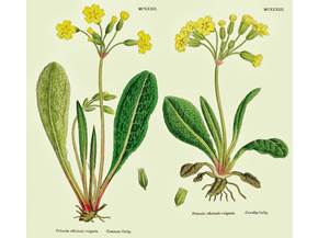 Come curare la primula
