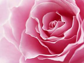 Fiori rose