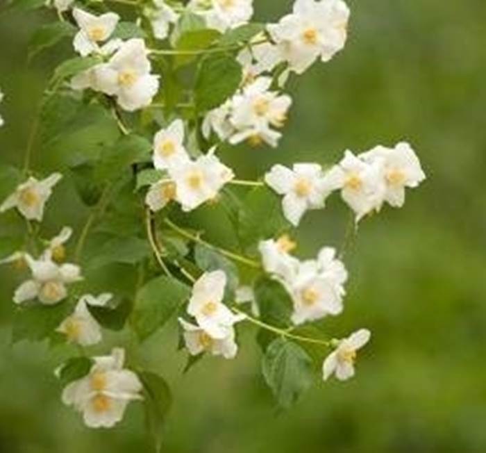 pianta fiori gelsomino 