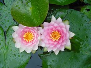 Il fiore di loto