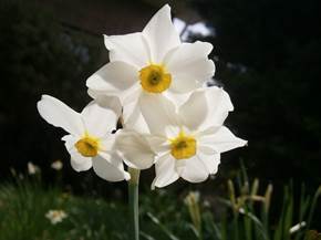 Narciso coltivazione