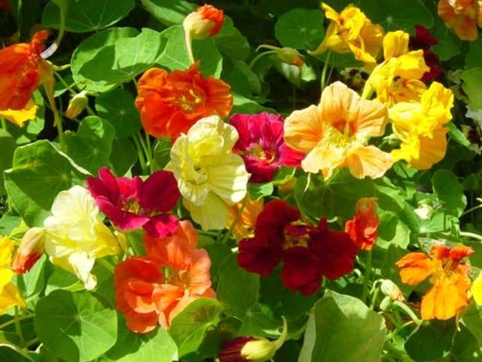 i fiori 