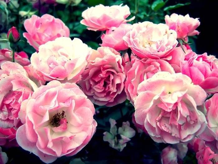 rosa rosa 