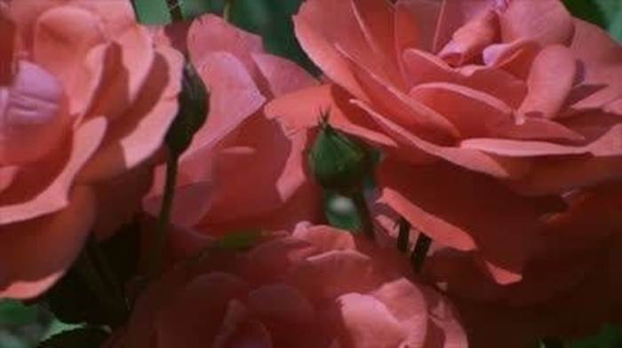 rosa 