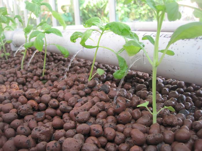 L'argilla espansa è utile soprattutto nel trapianto in vaso delle piante