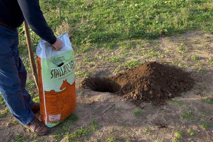 Spargimento dello stallatico