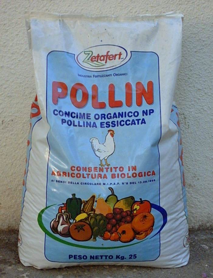 Pollina