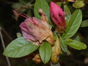 Azalea principali malattie