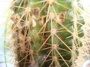 Cactus malattie