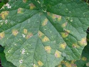 Combattere la peronospora
