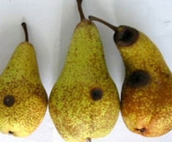pere 